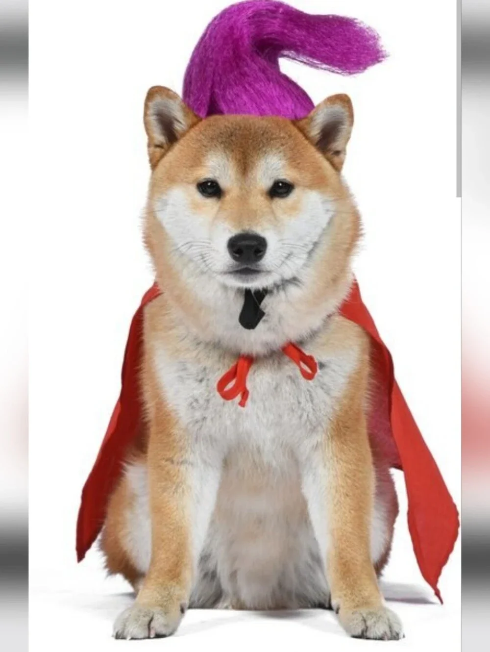 Disney Mary Sanderson Pet Costume - Red & Purple